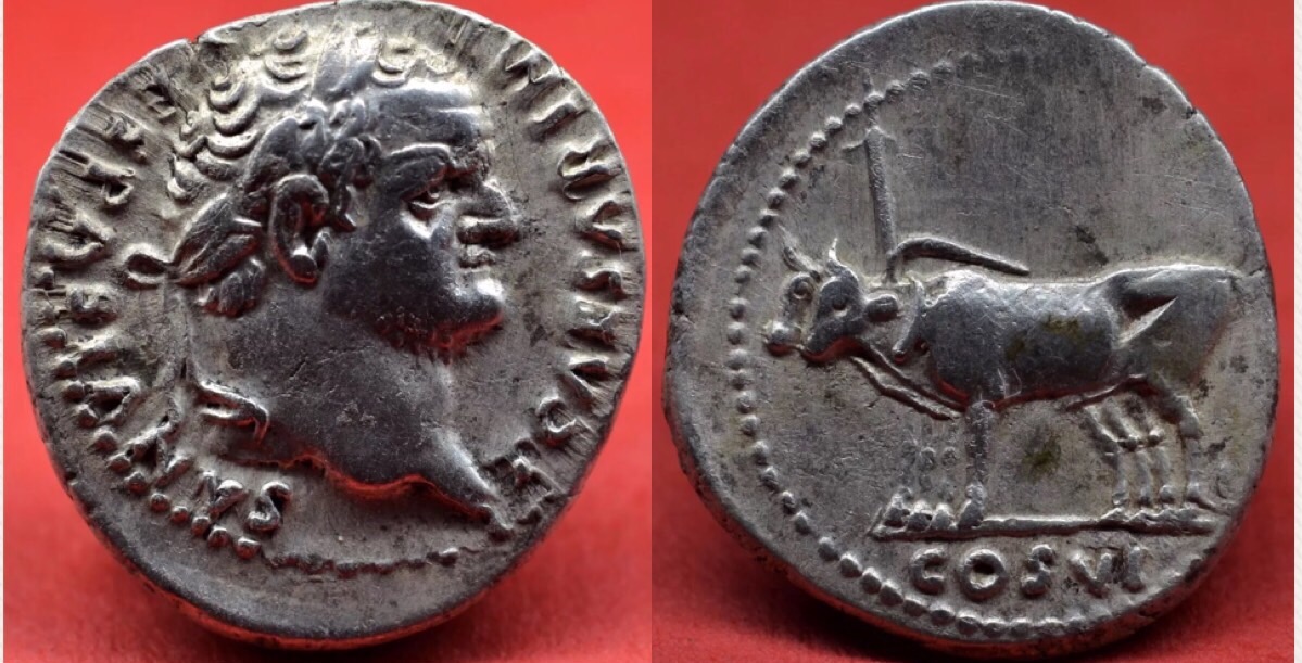 Titus Oxen.jpg