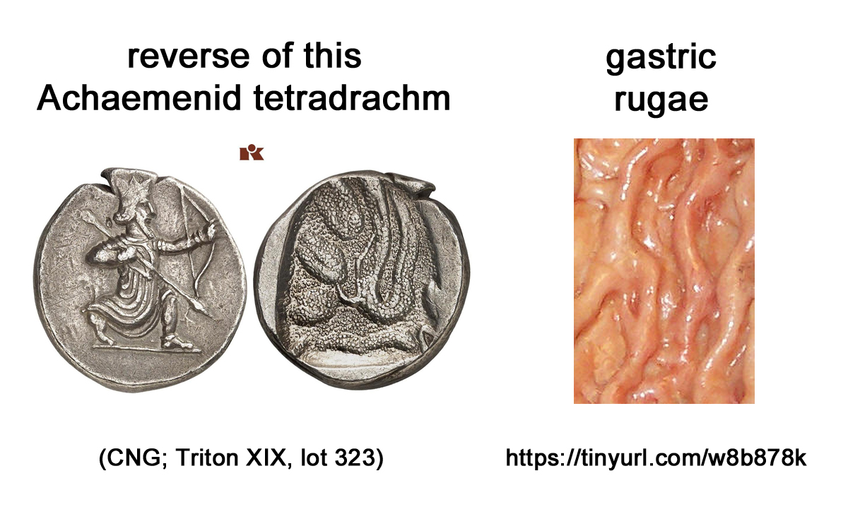 TLL-AchaemenidTet-GastricRugae.jpg