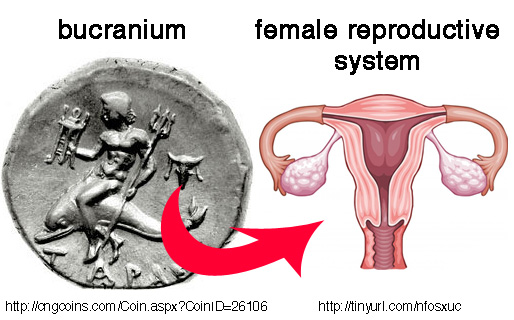 TLL-BucraniumUterus.jpg