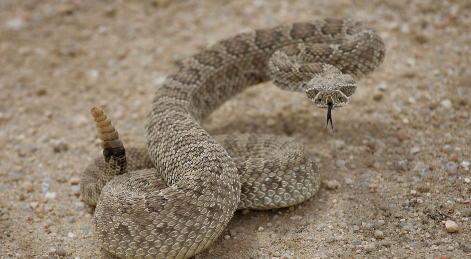 tnc_90275963.jpg