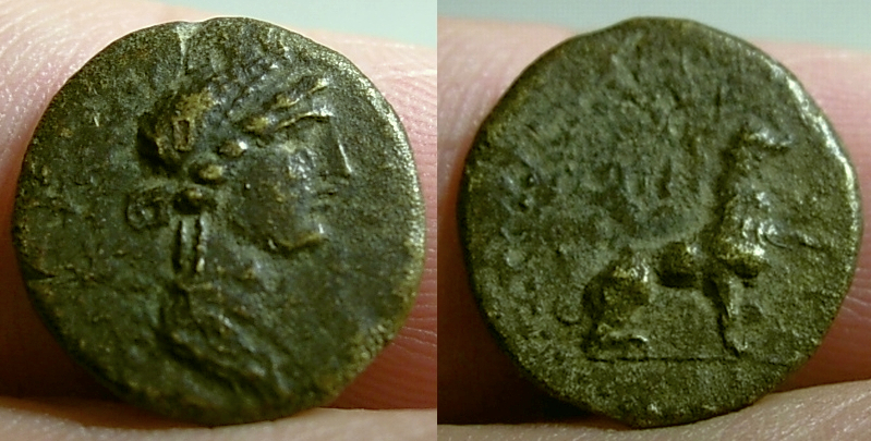 tomislion (2).jpg