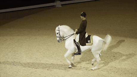 Top Spanish Horse.gif