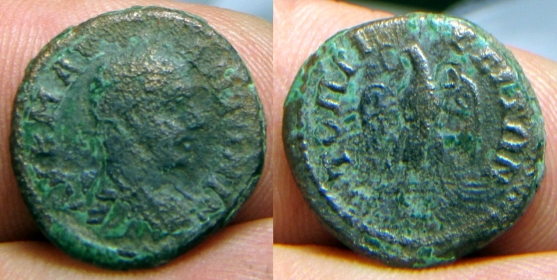 topirus_(2).jpg