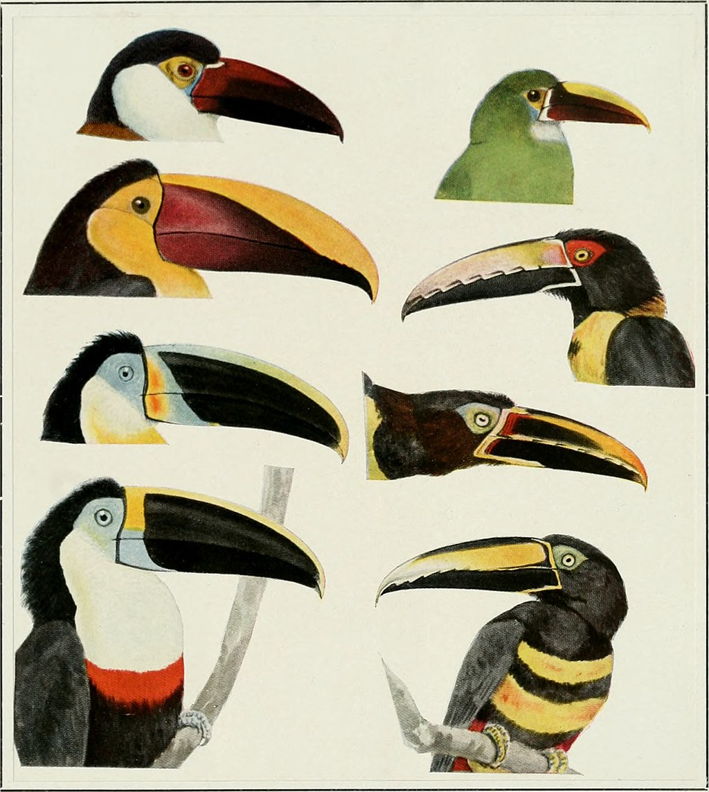 toucans.jpg