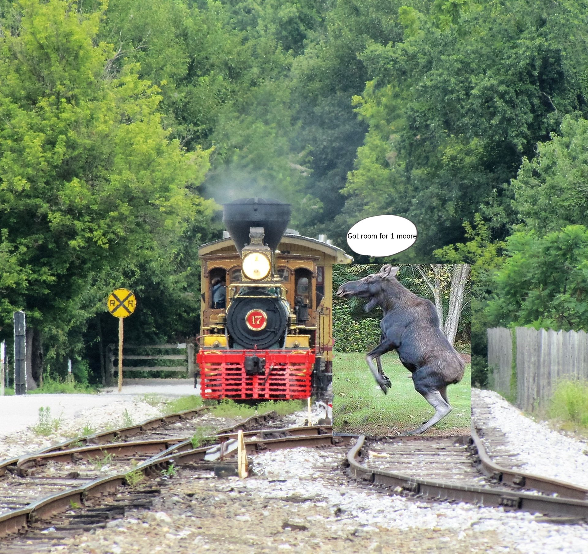 train and moose got moore.JPG