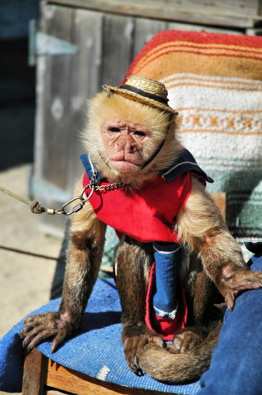 trained monkey.jpg
