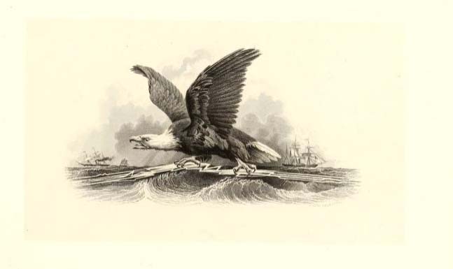Transatlantic eagle.jpg