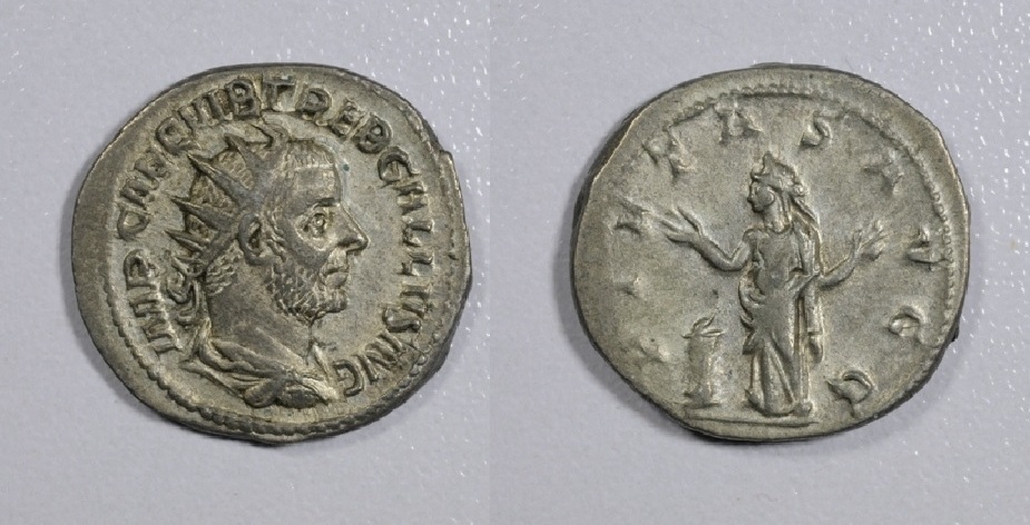 trebgallus33.jpg