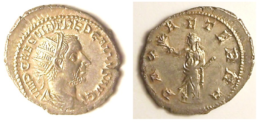 trebgallus4.JPG