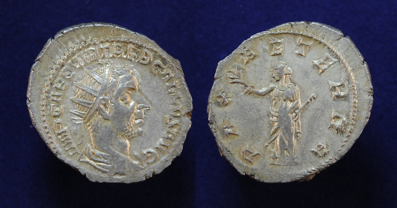 trebgallus6.JPG