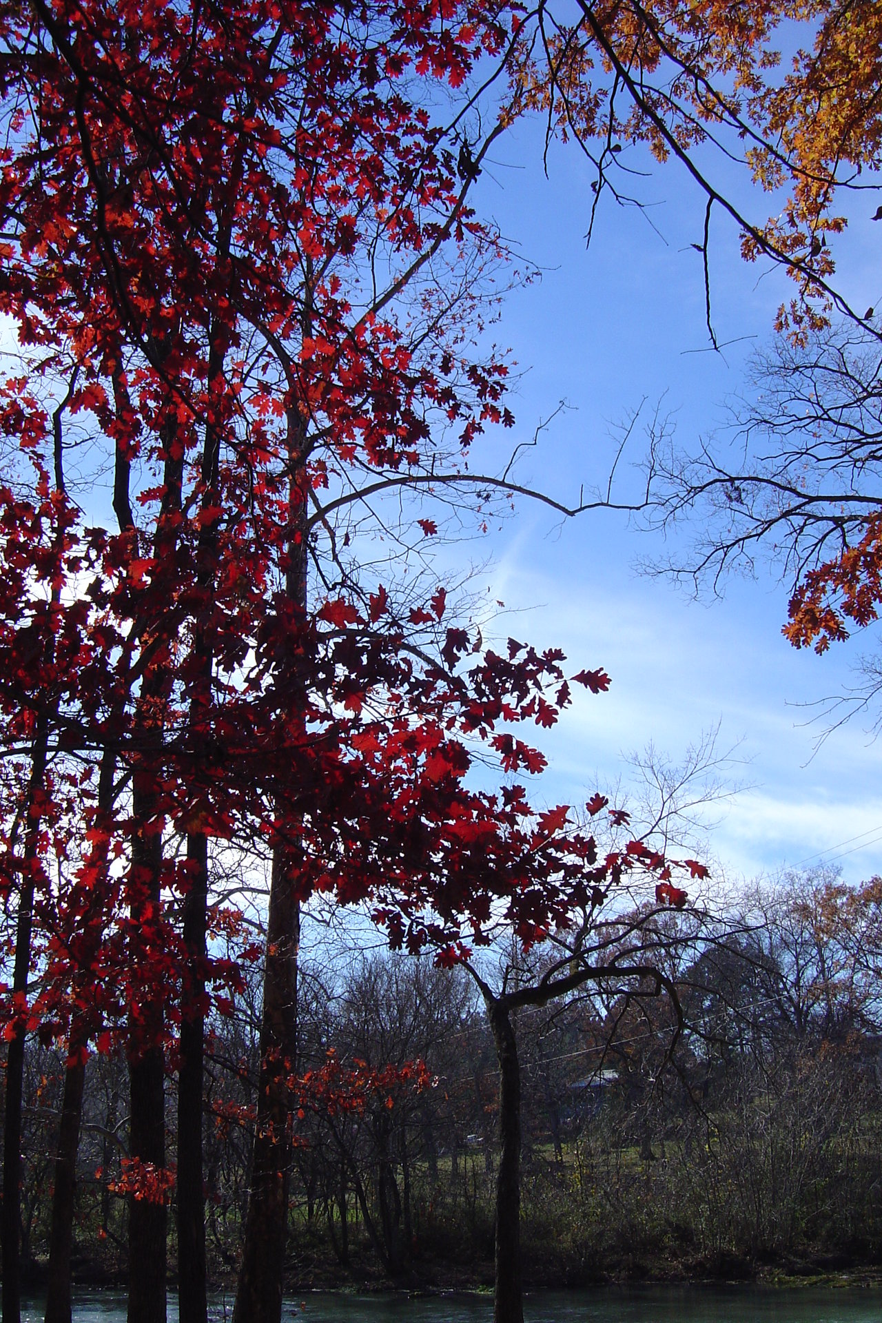 Trees near Mammoth Spring AR.JPG