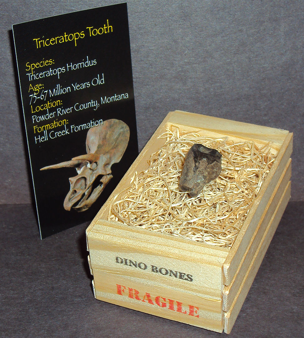 triceratops packet.jpg