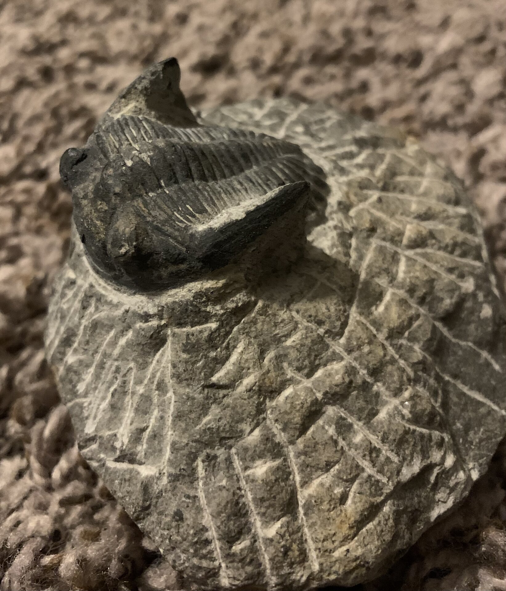 Trilobite 1.jpg