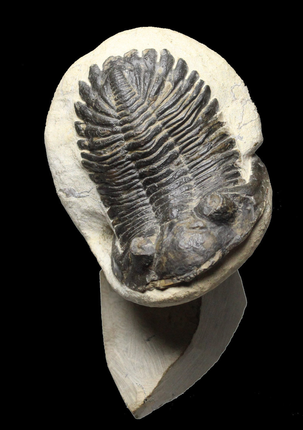 Trilobite 1.jpg