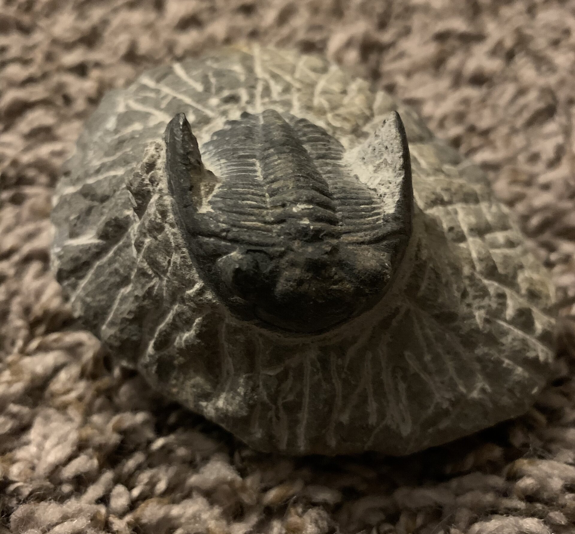 Trilobite 2.jpg