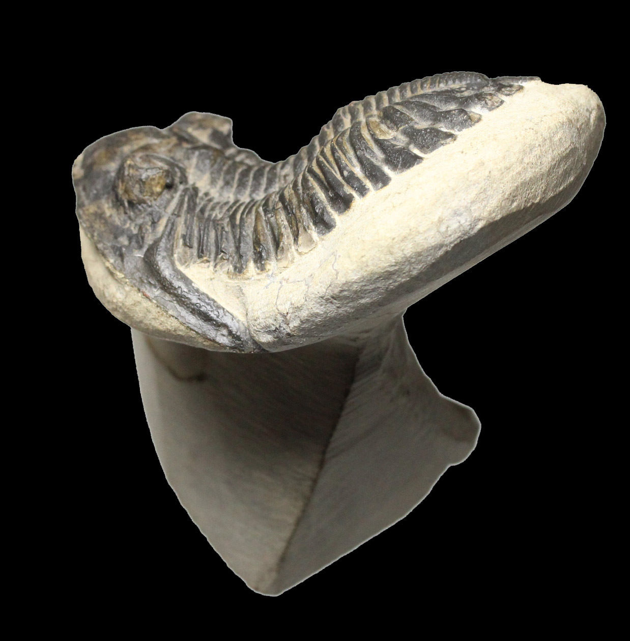 Trilobite 2.jpg