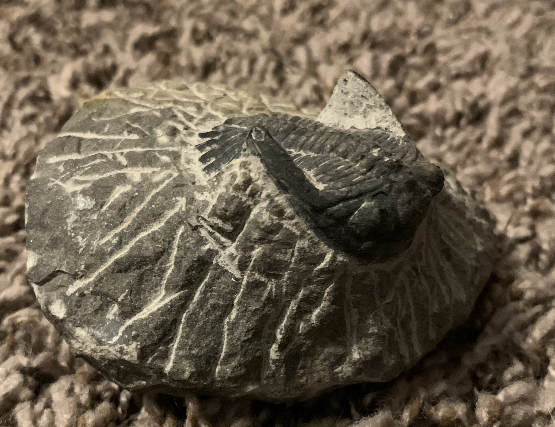 Trilobite 3.jpg