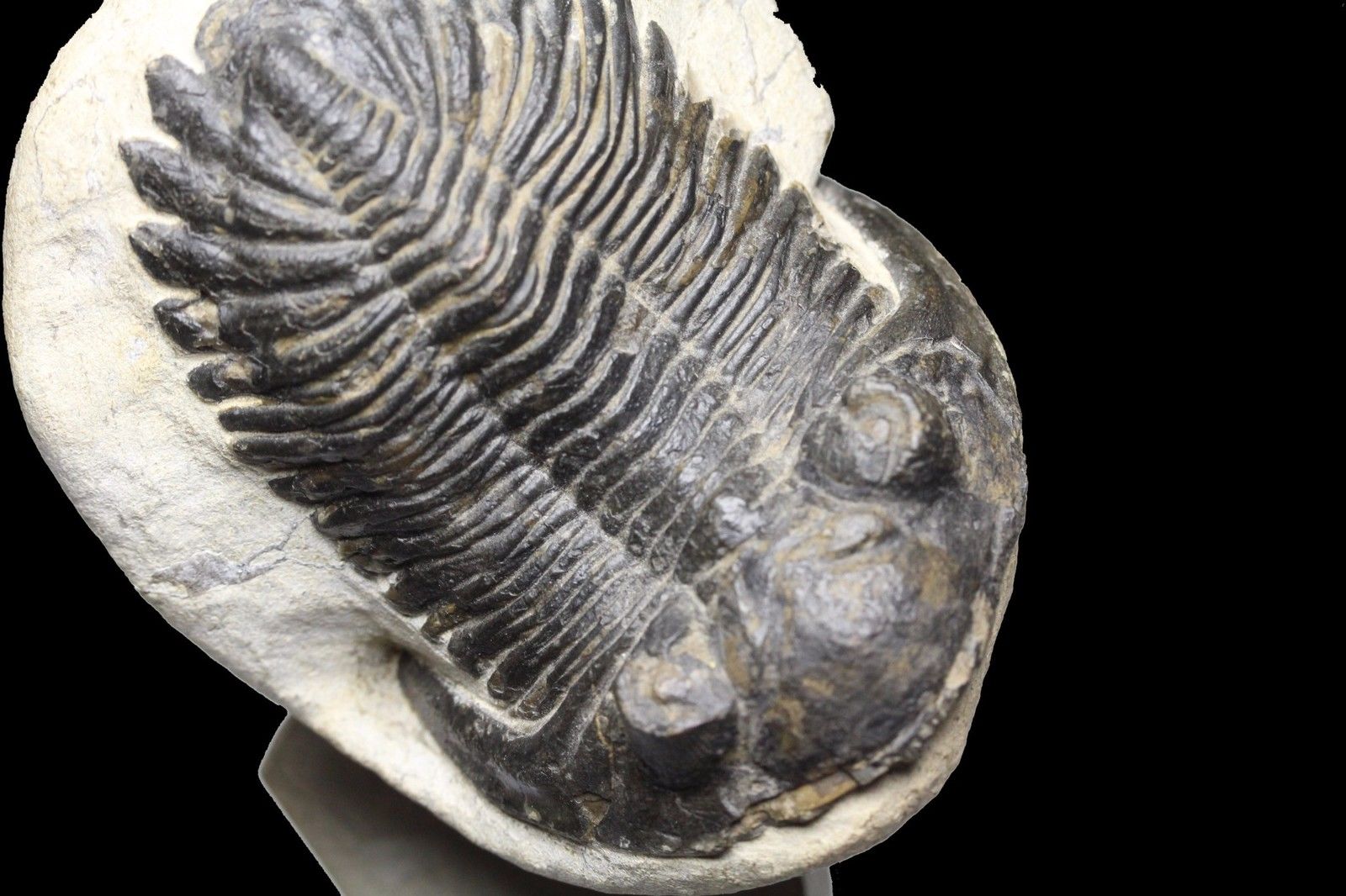 Trilobite 3.jpg