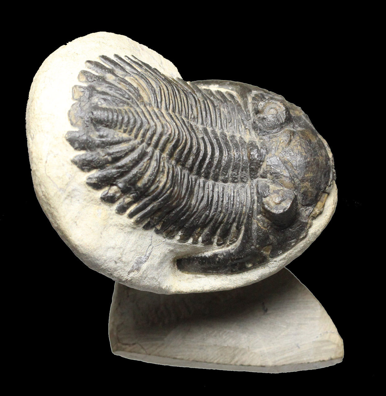 Trilobite 5.jpg
