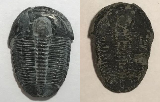 Trilobite ex rock Pre-Cambrian 521M-252M BCE  25x34x4mm Utah USA.jpg