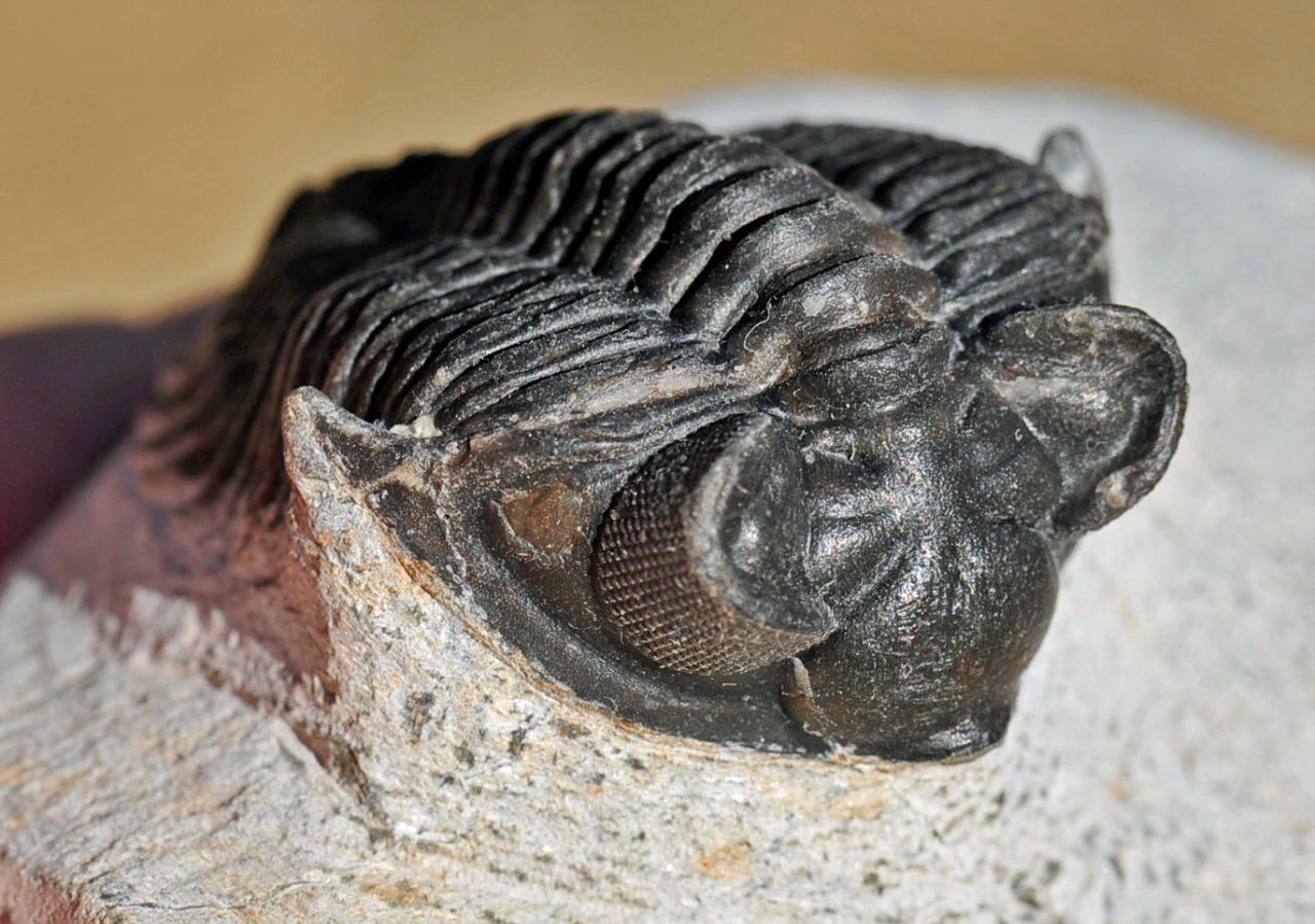 trilobite eyes.jpg
