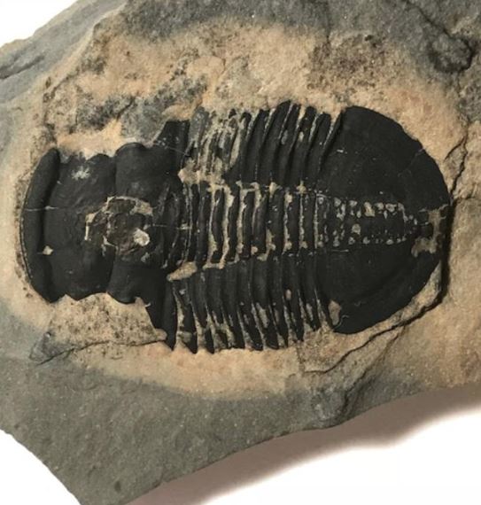 Trilobite in rock Pre-Cambrian thru Devonian 521M-252M BCE  33x42mm Utah USA.JPG