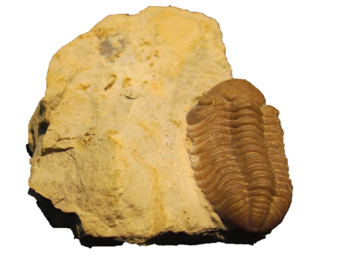trilobite.jpg