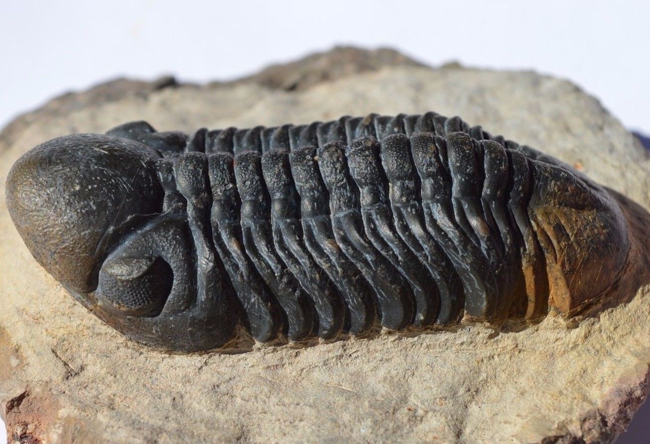 trilobite.jpg