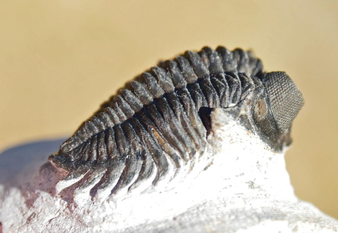trilobnite eyes side.jpg