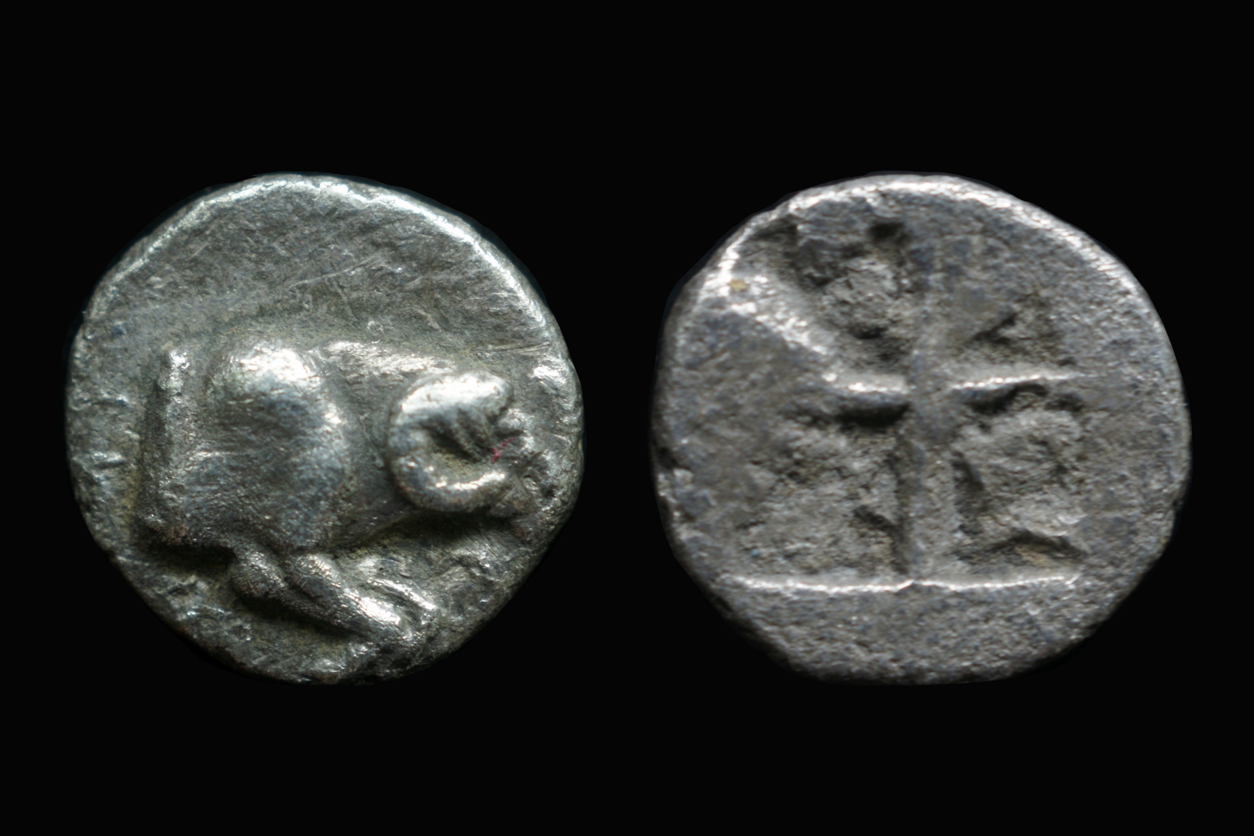 Troas hemiobol.jpg