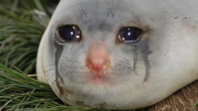tumblr_nrjmswcMrK1rj4gm2o1_400.jpg