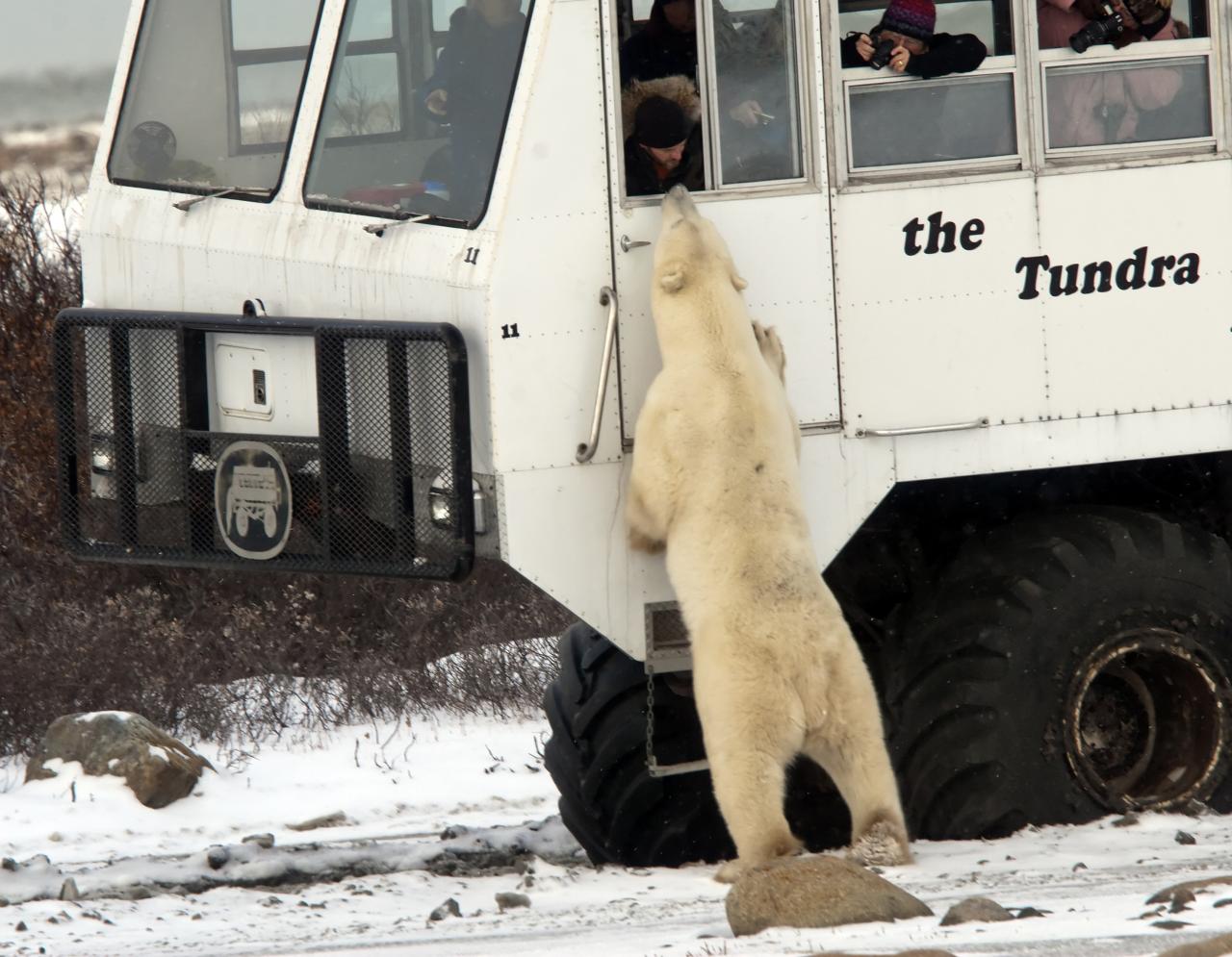 Tundra Buggy.jpg
