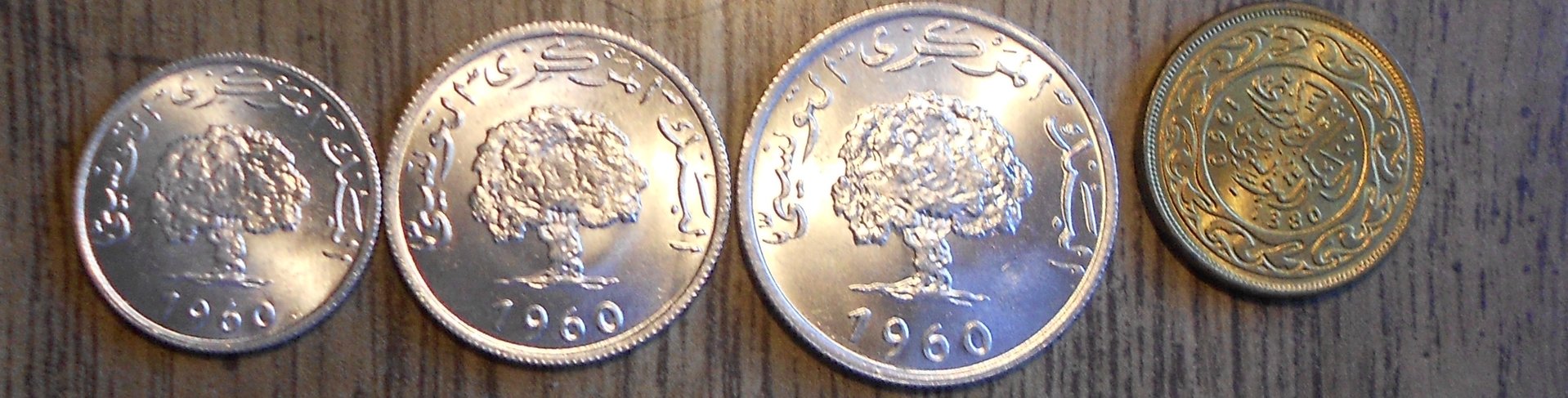 Tunesia Tree.JPG