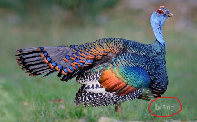 Turkey - BING.JPG