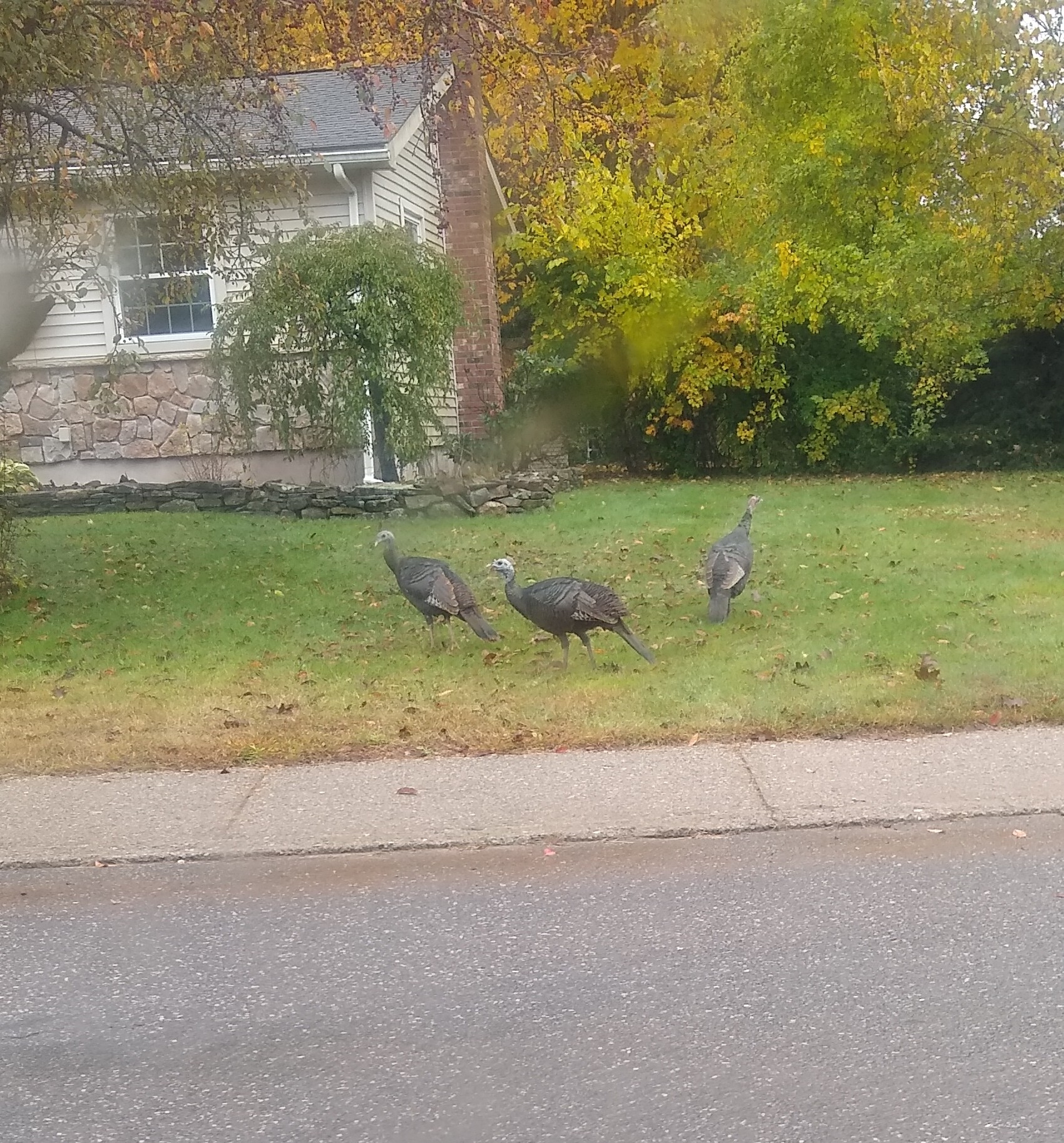 Turkeys2.jpg
