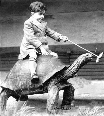 turtle race.jpeg