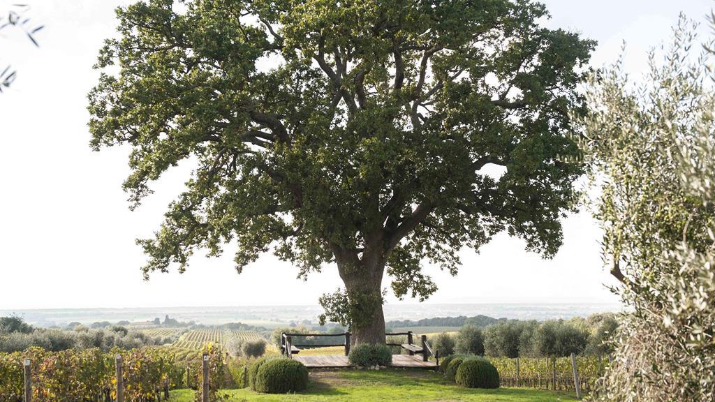 tuscany-oaktree.jpg