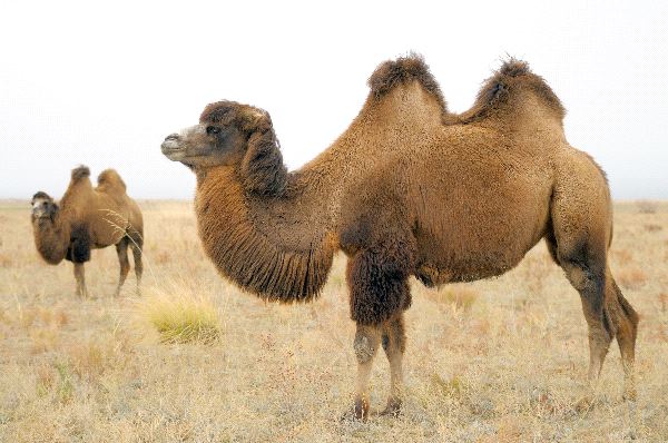 Two_Bactrian_Camels_In_Asian_Steppe_600.jpg