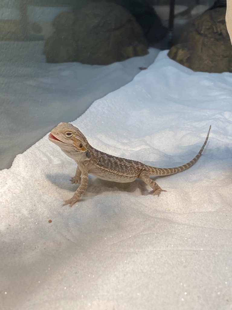 upload_2019-12-25_18-49-58.jpeg