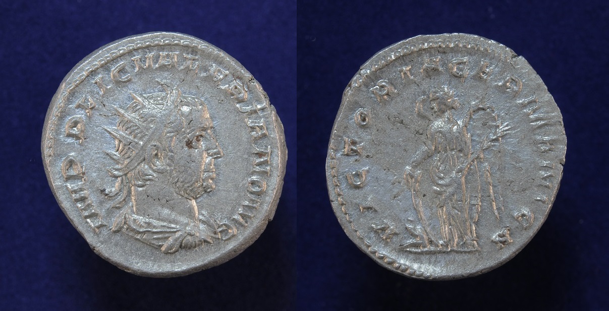 valeriansnr3.JPG