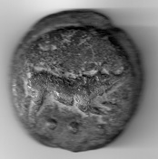 Vecchi 11002.jpg