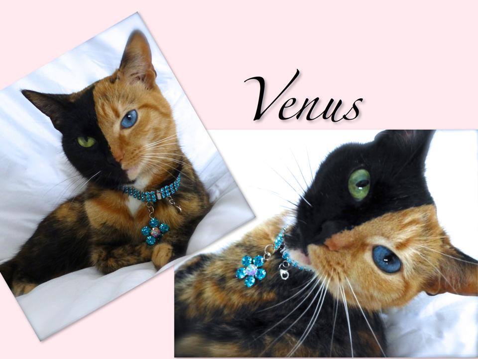 Venus.jpg