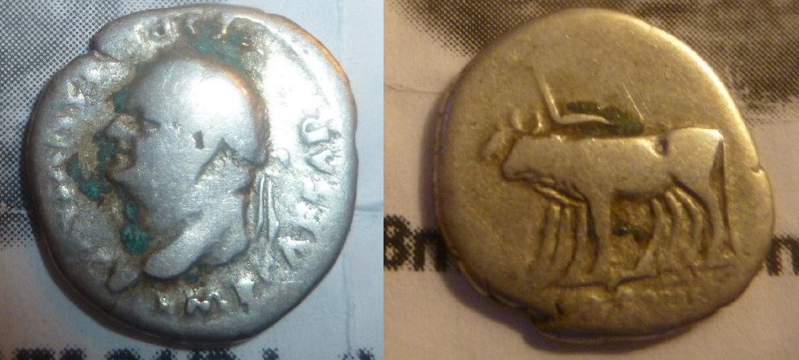 Vespasian - Oxen yoked den. Oct. 2018.jpg