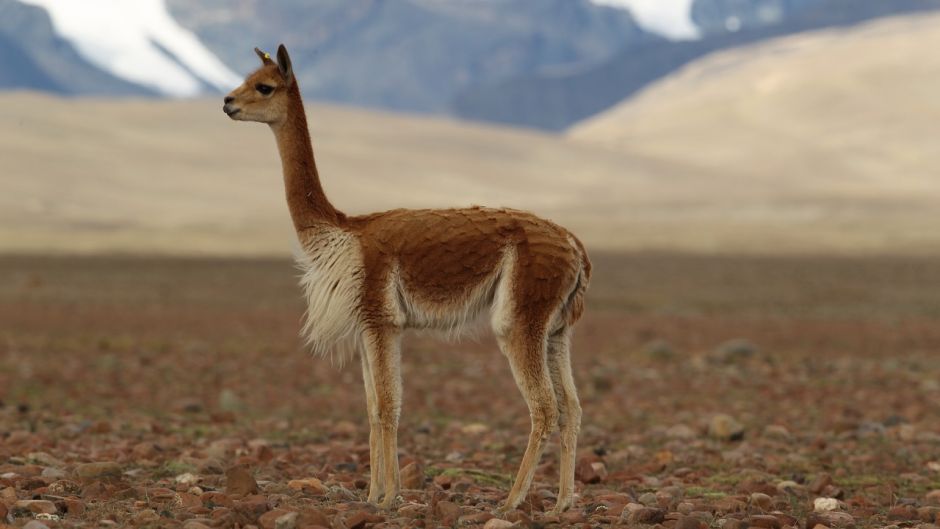 vicuna.jpg
