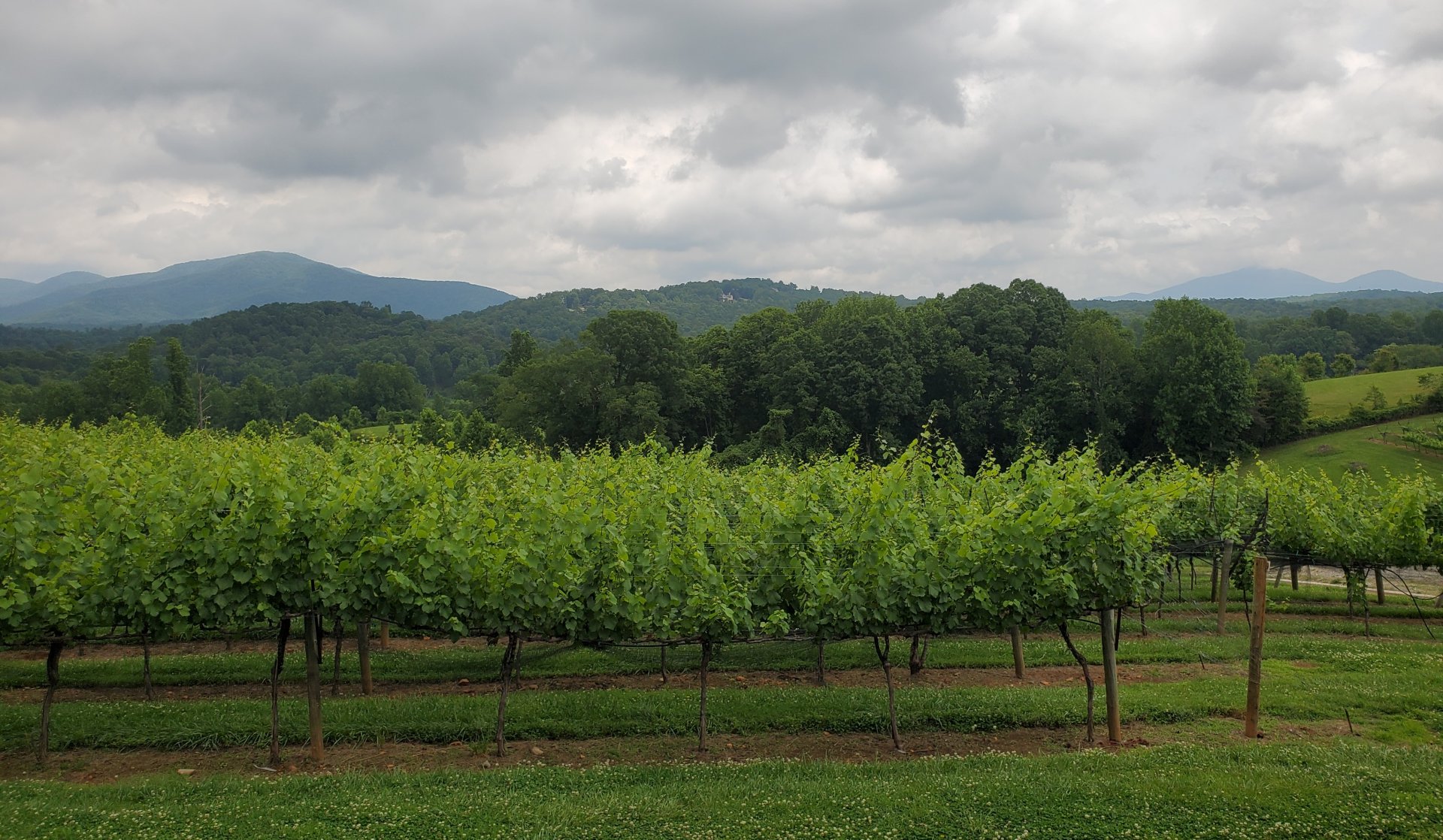 Vineyard.jpg
