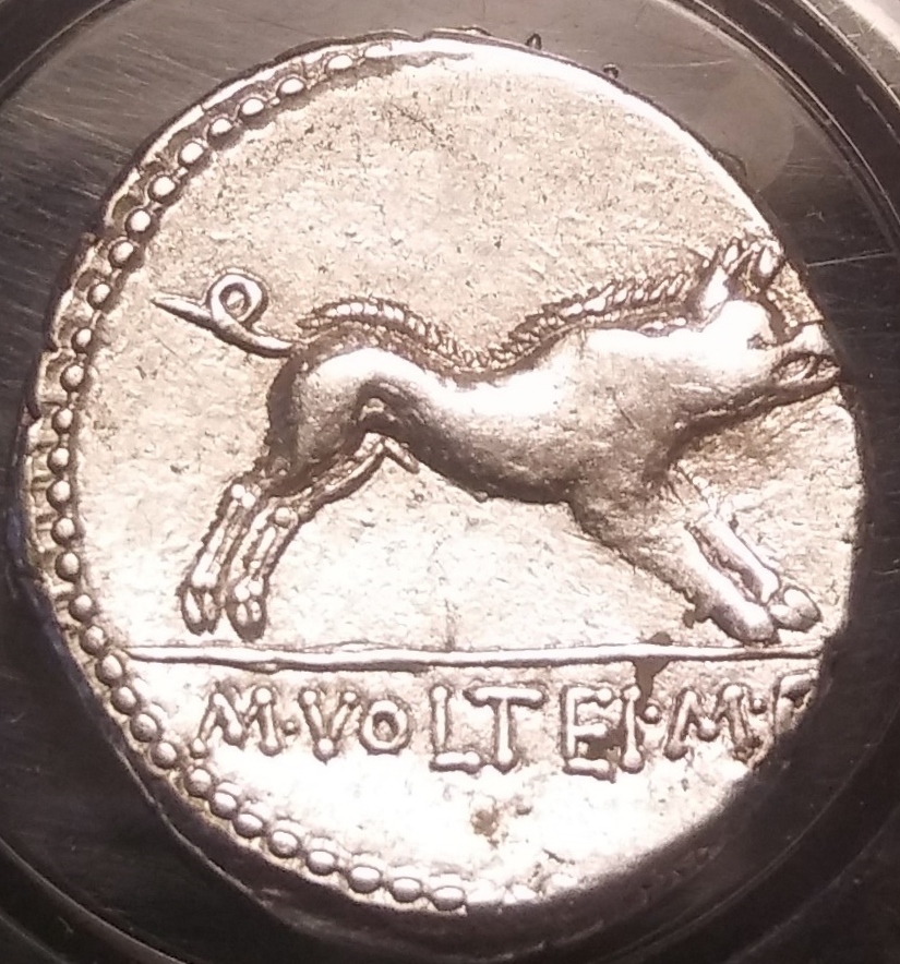 Volteius (Hercules-Boar) New Rev. 1.jpg