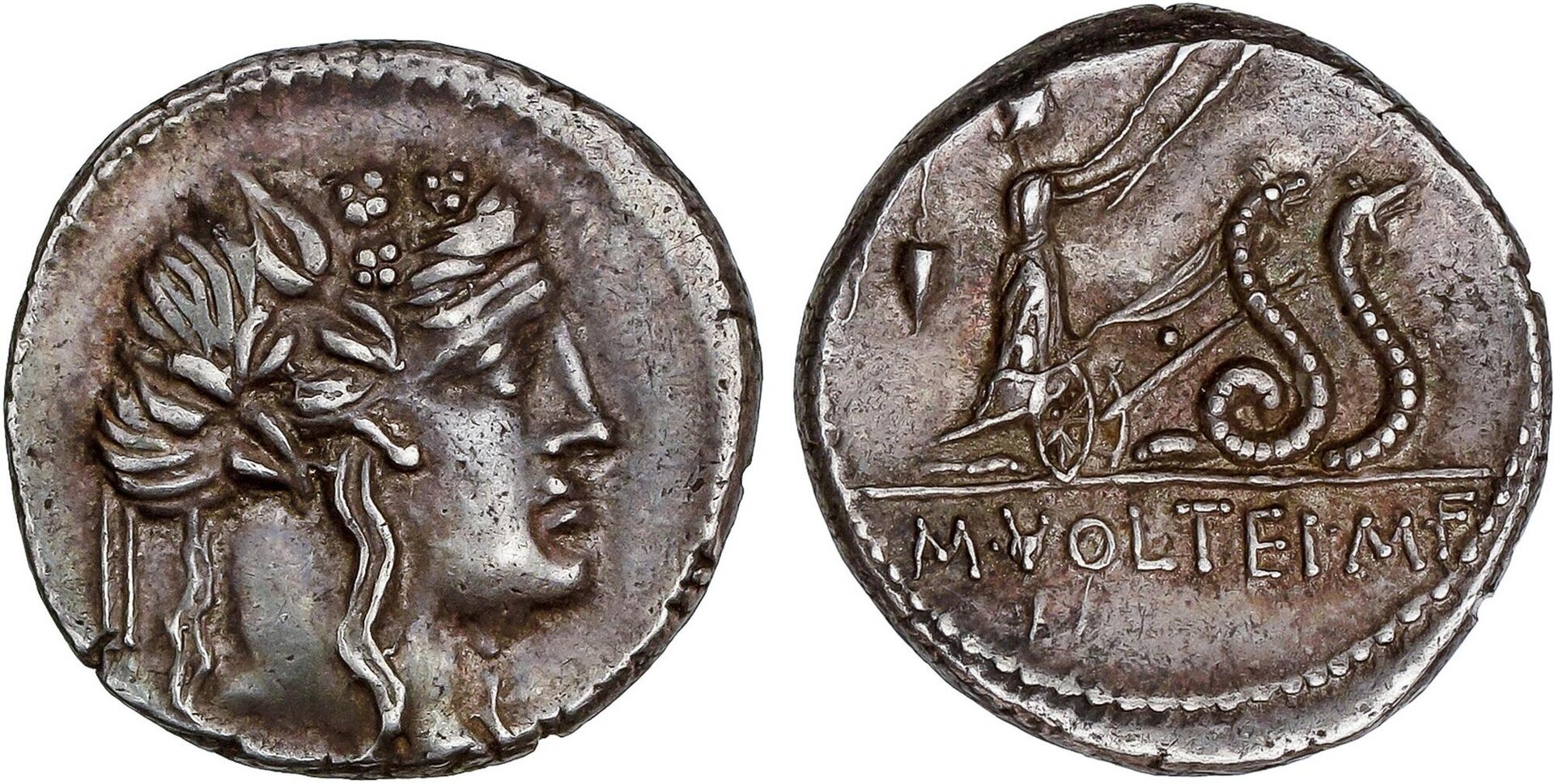 Volteius snake biga soler y llach.jpg