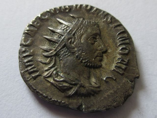 Volusion Ant, Salus.JPG