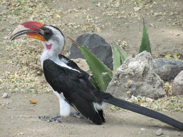 Von der Decken's Hornbill.jpg