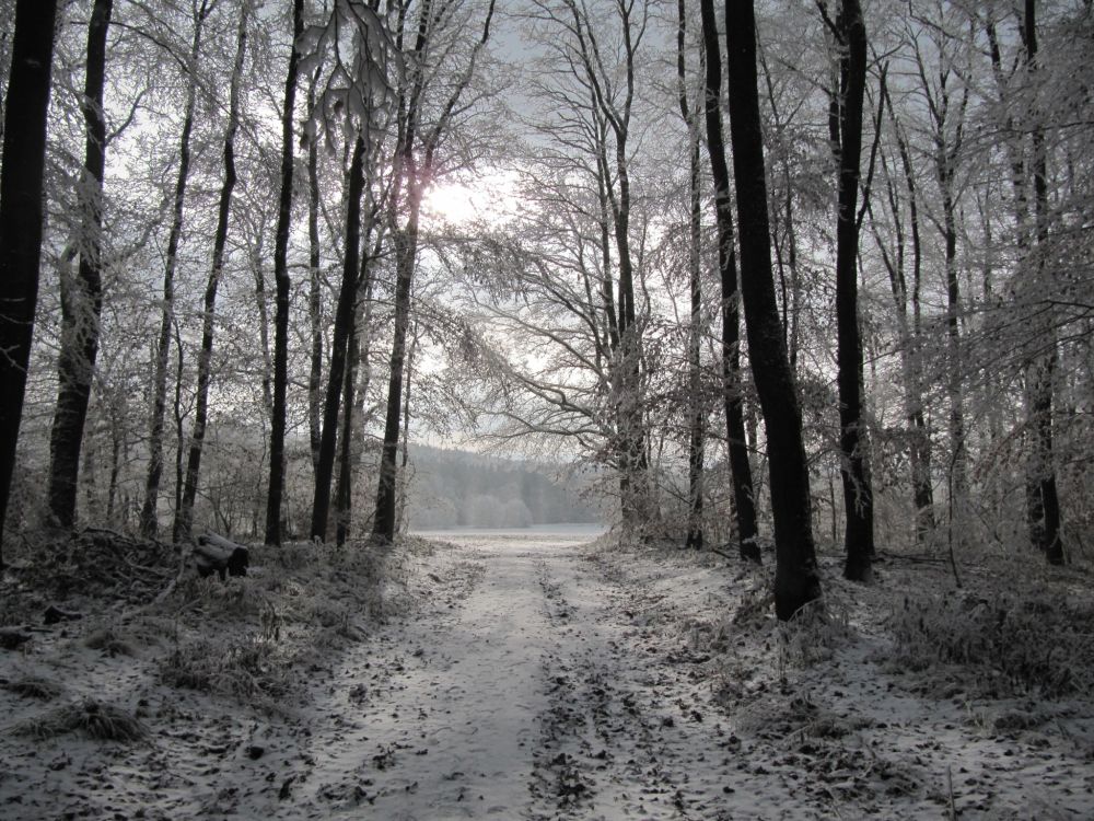 Wald, Dezember 2016 - 1_opt.jpg